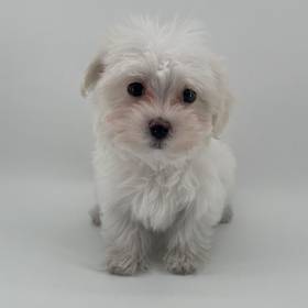 Maltese
