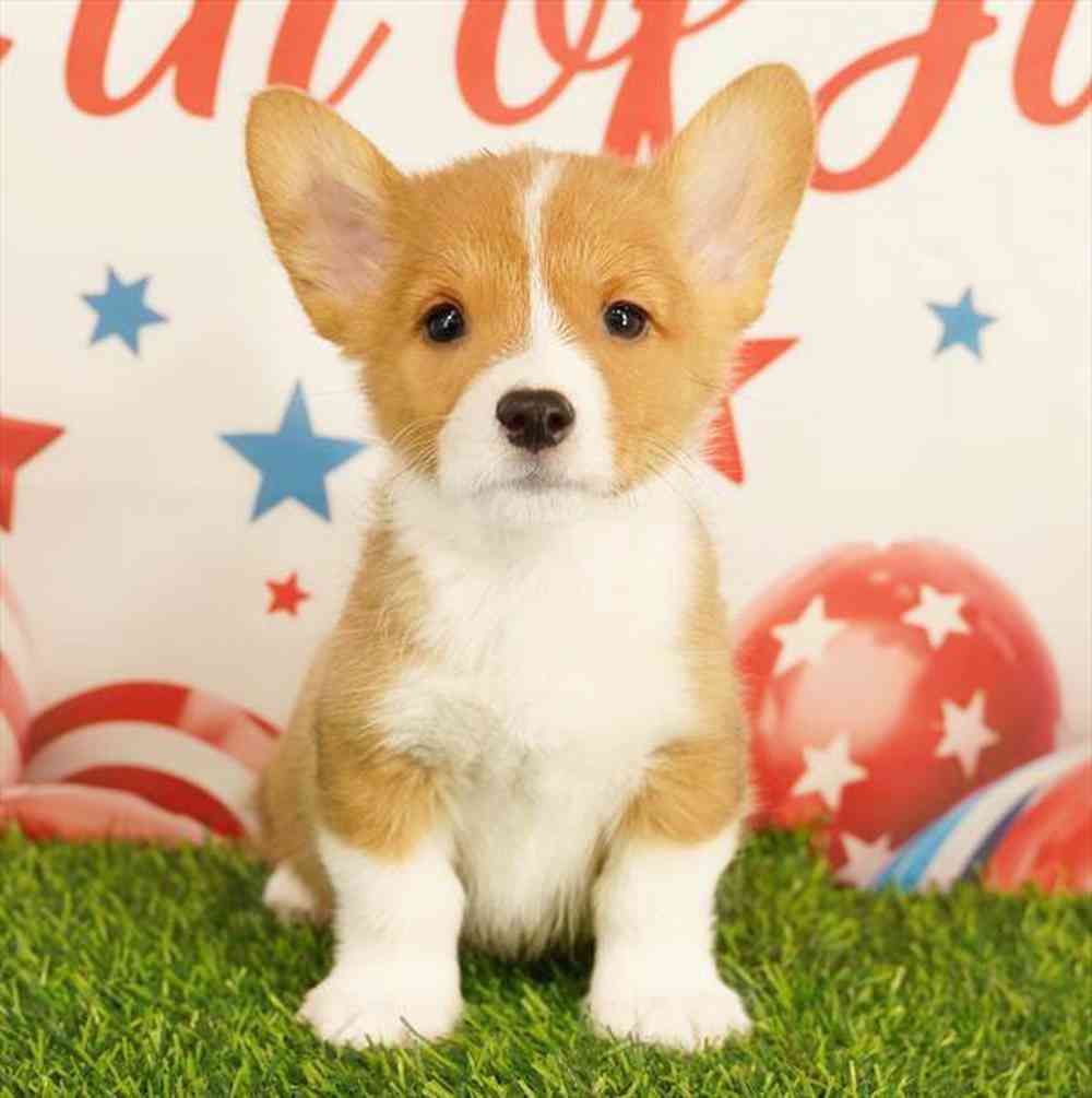 pet breed image