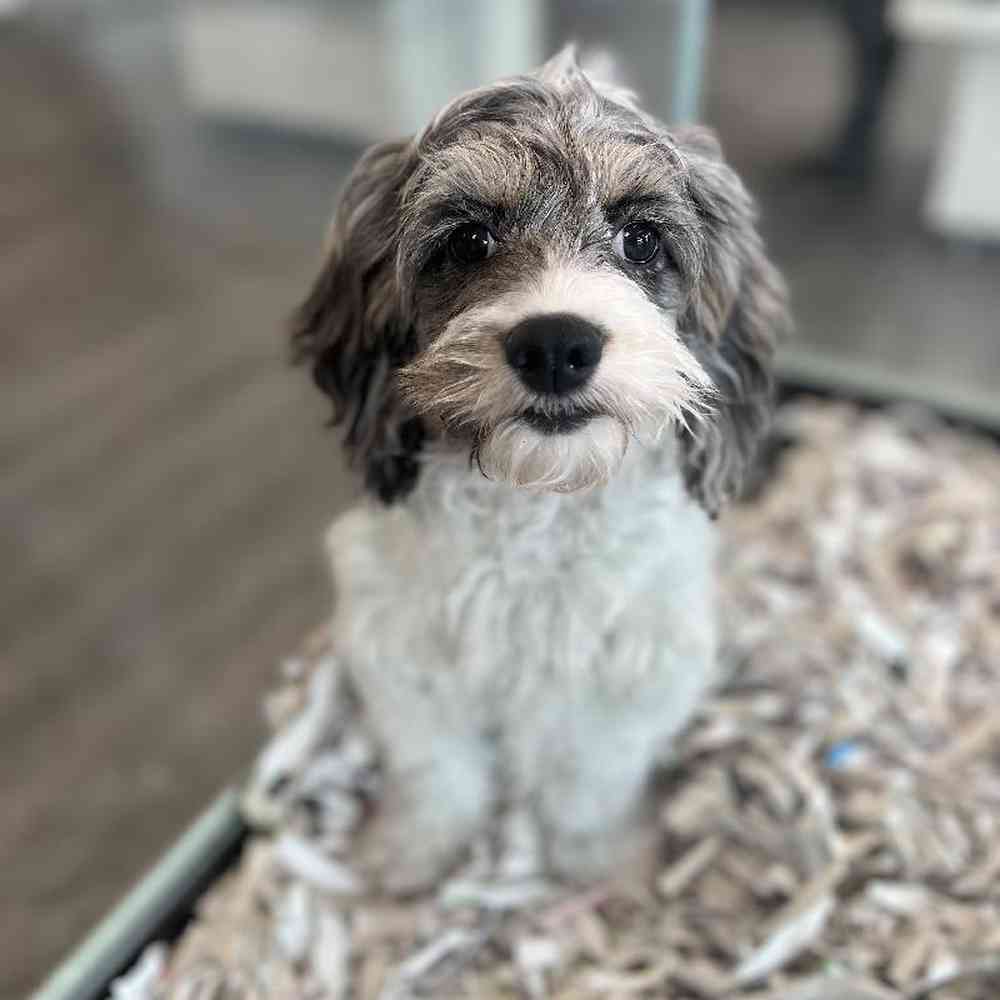 carousel pet images