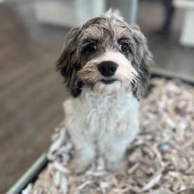 Cockapoo