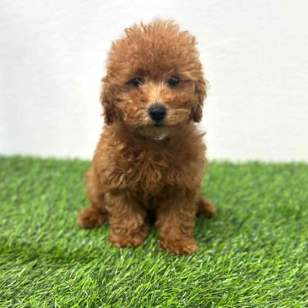 Image of a pet breed in the gallery