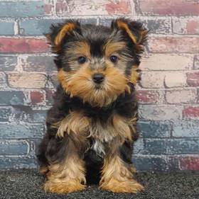 Yorkie
