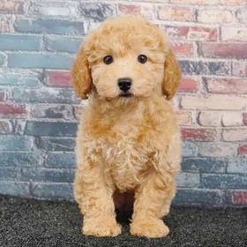 Bichapoo