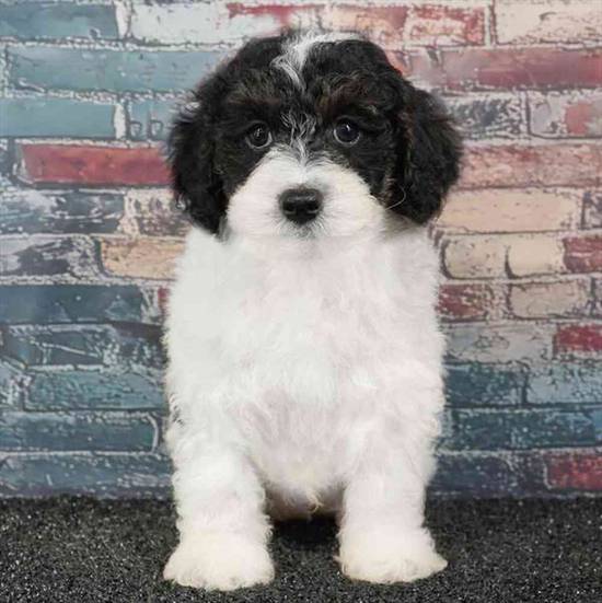 Poodle