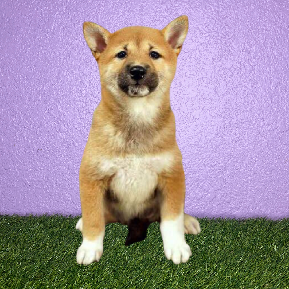 Female Shiba Inu Puppy for Sale in New Braunfels, TX