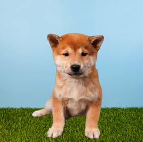 Shiba Inu