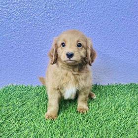 2nd Gen Mini Goldendoodle