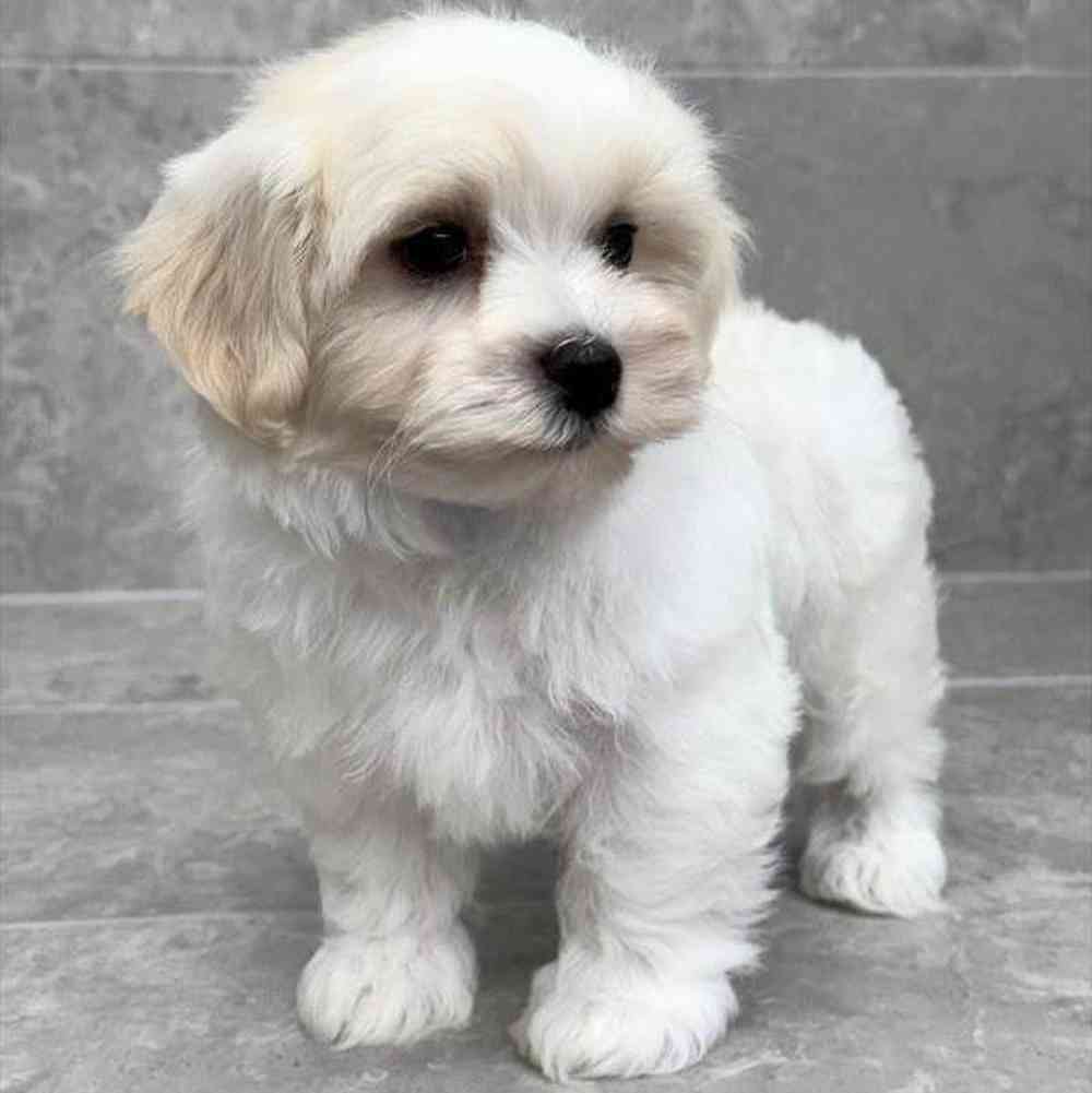 Image of a pet breed in the gallery