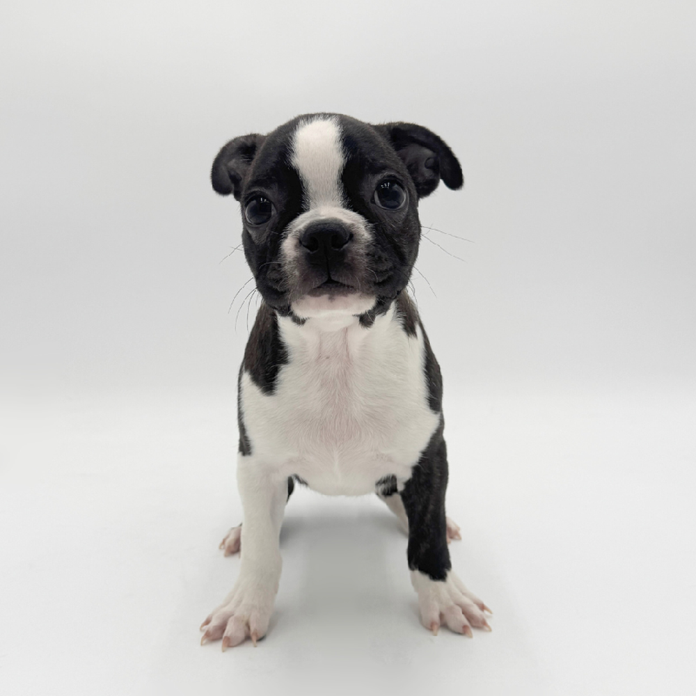 Image of a pet breed in the gallery