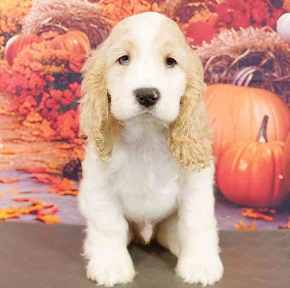 Image of a pet breed in the gallery