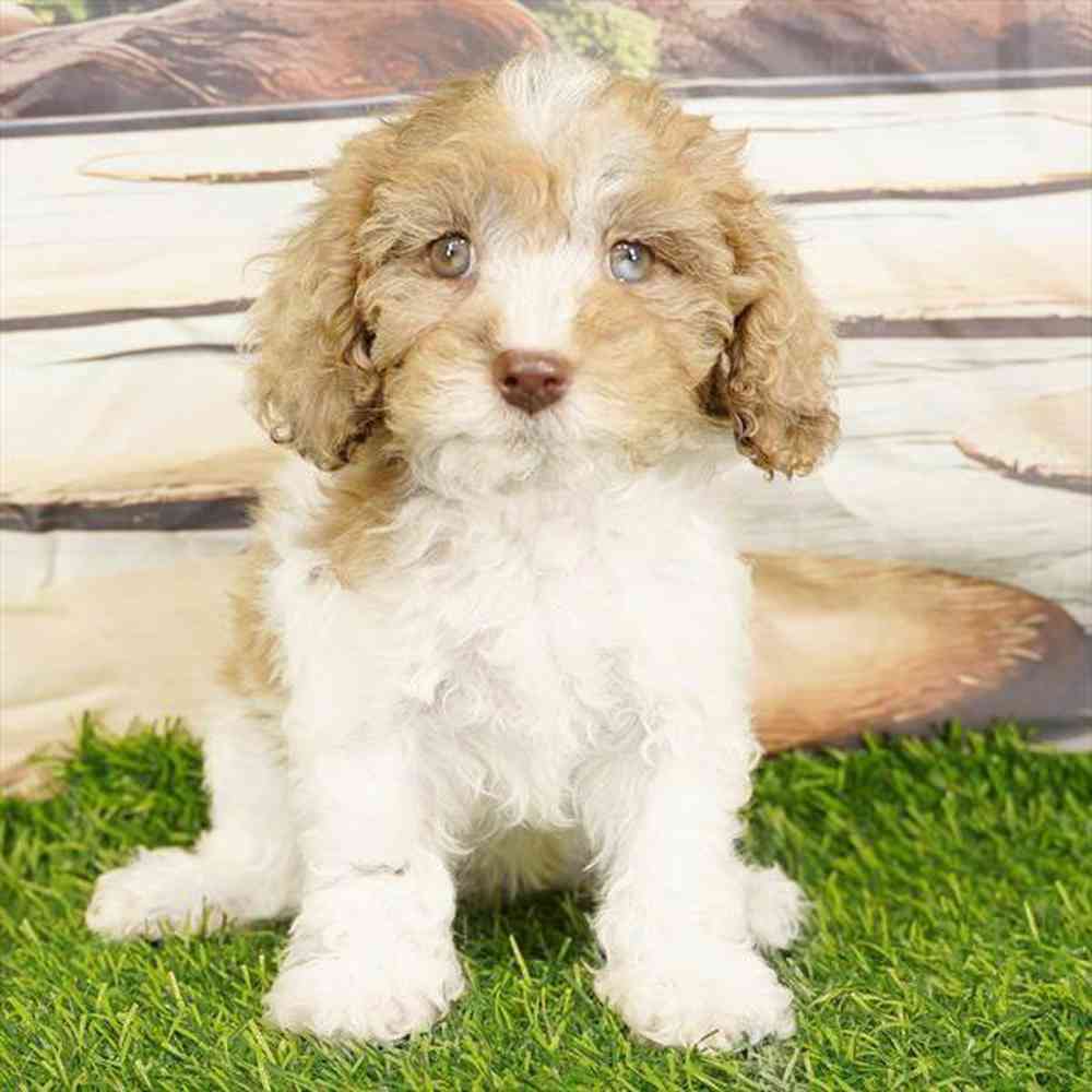 Image of a pet breed in the gallery
