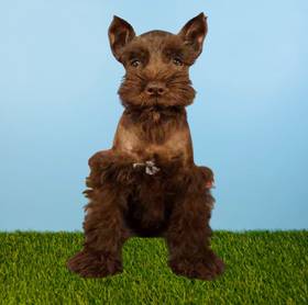 Mini Schnauzer