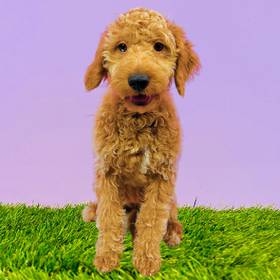 2nd Gen Mini Goldendoodle