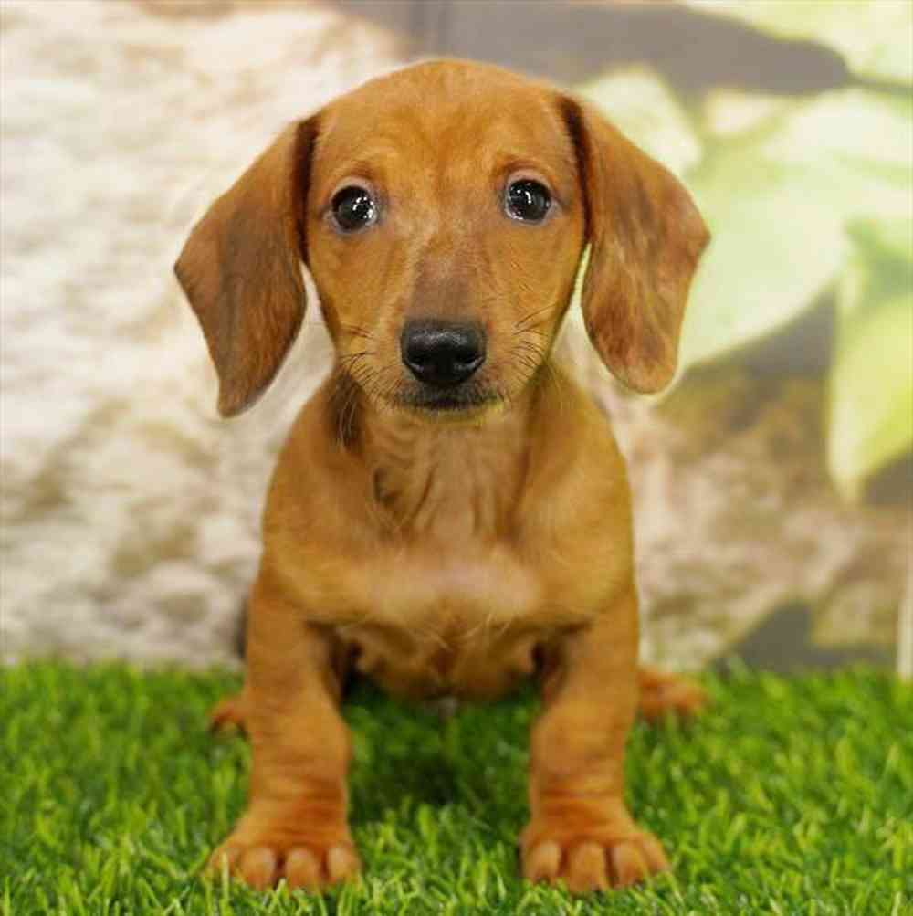 pet breed image