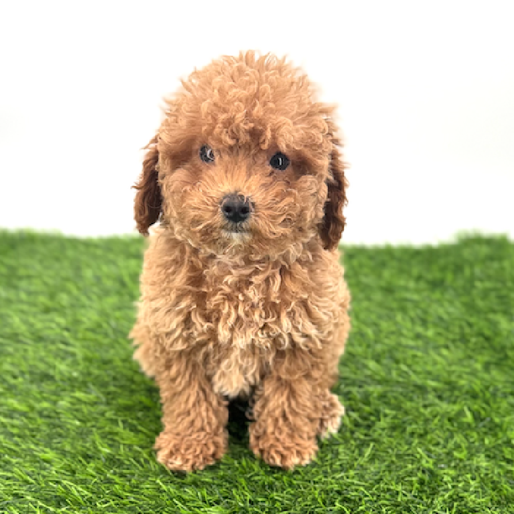 Image of a pet breed in the gallery