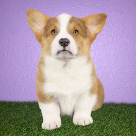 Pembroke Welsh Corgi