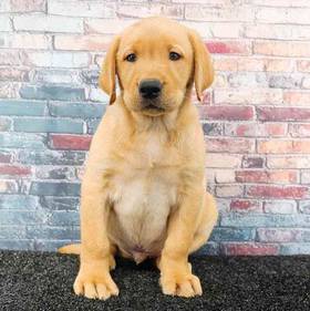 Labrador Retriever