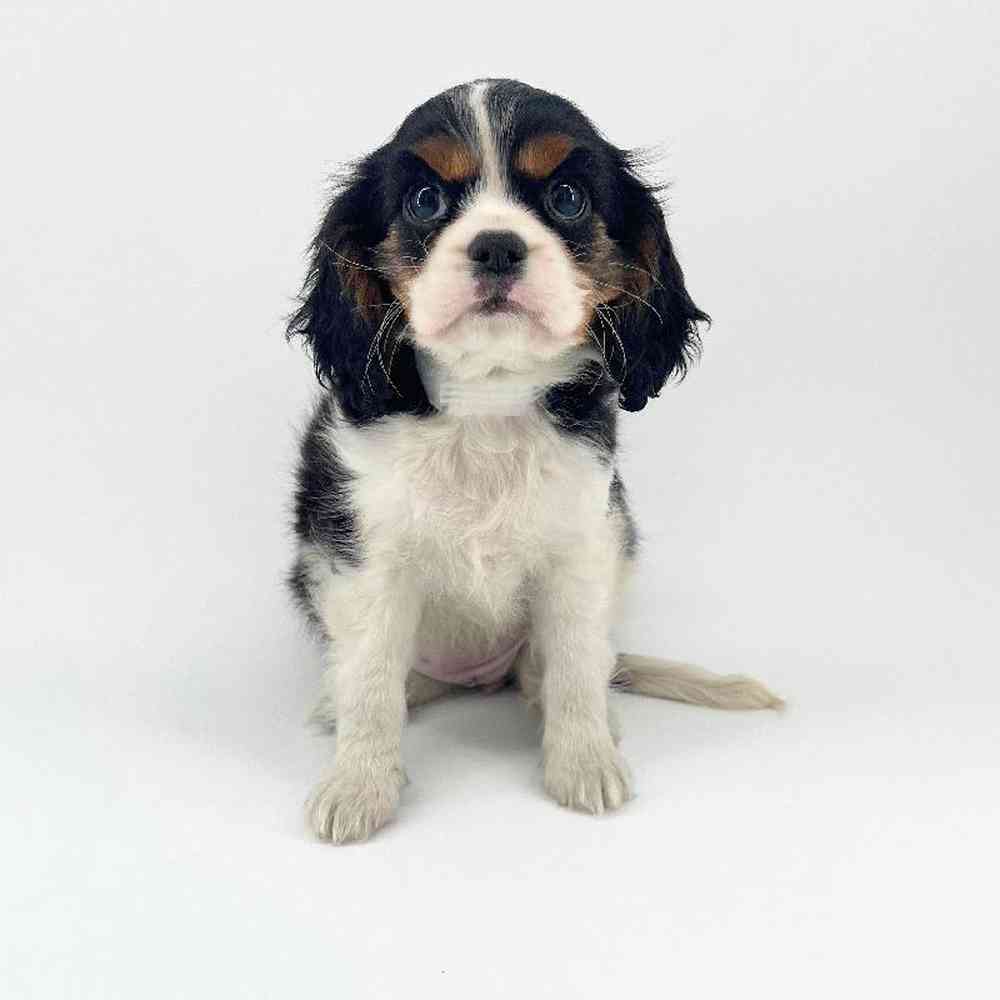pet breed image