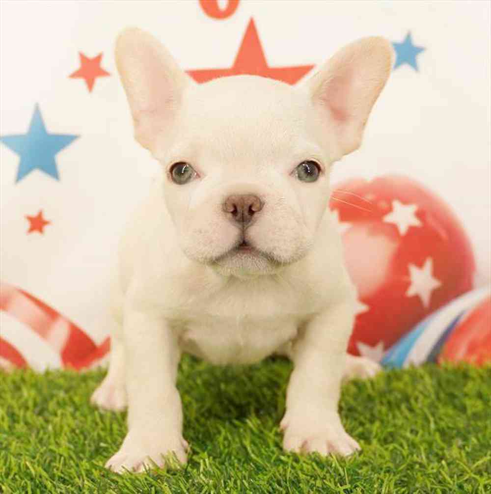 Image of a pet breed in the gallery