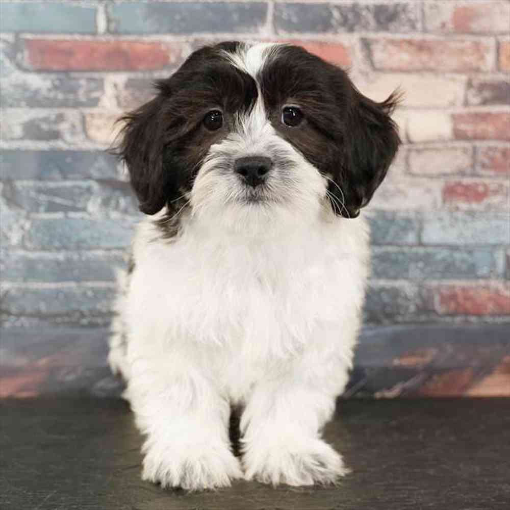 Image of a pet breed in the gallery