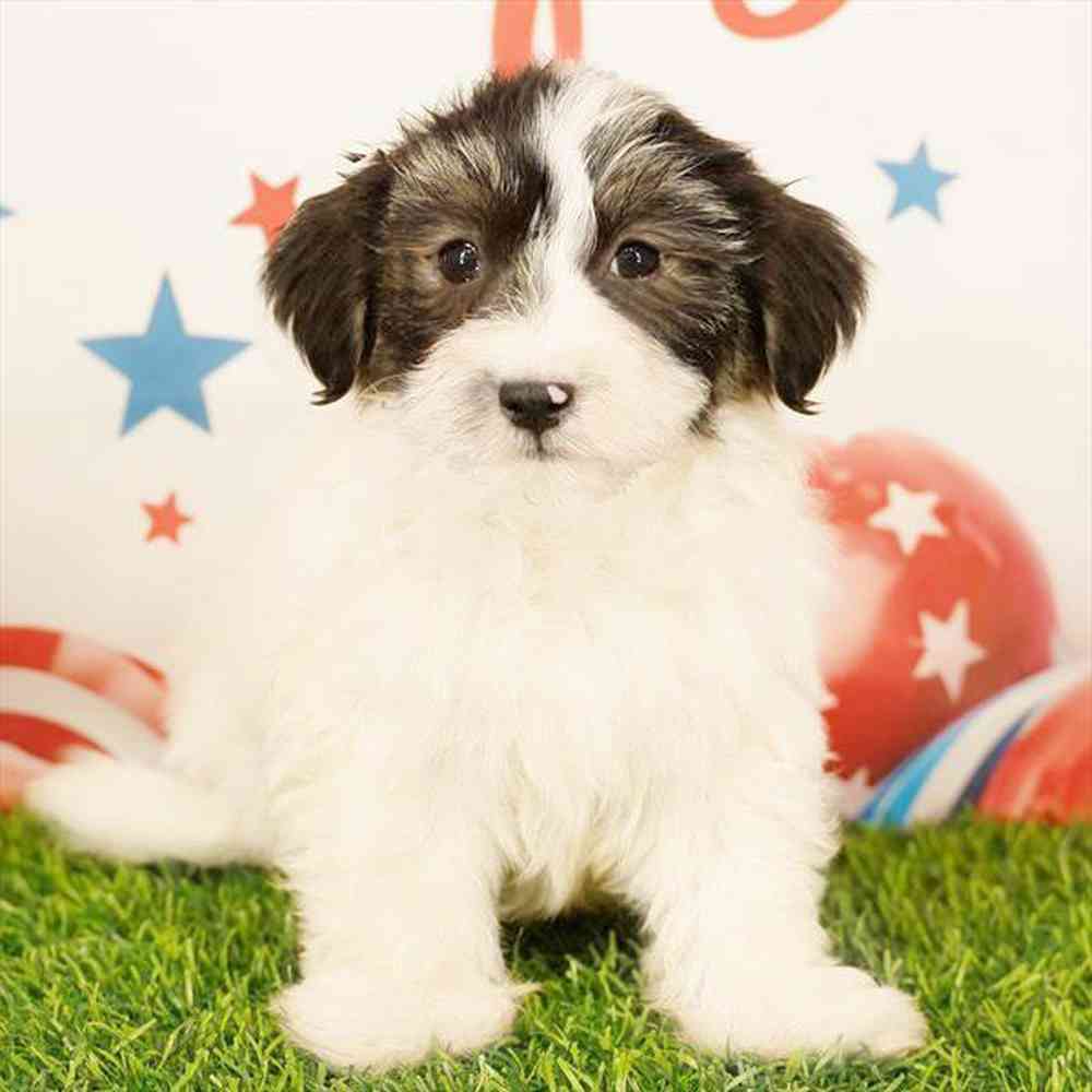 pet breed image