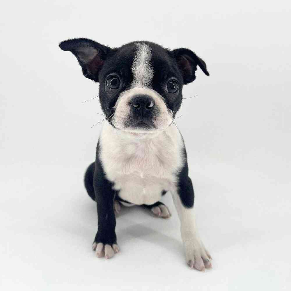 pet breed image