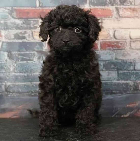 Cavapoo