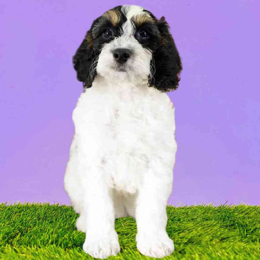 Male 2nd Gen Cockapoo Puppy for Sale in Puyallup, WA