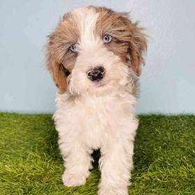 Yorkie-Poo