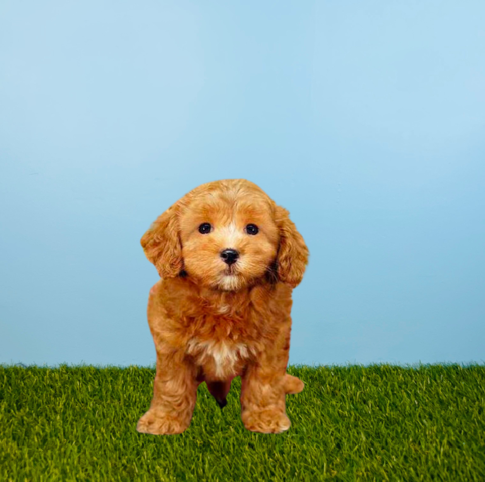 Male Cavapoo Puppy for Sale in Pasadena, TX