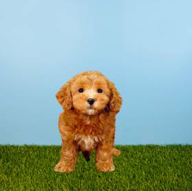 Cavapoo