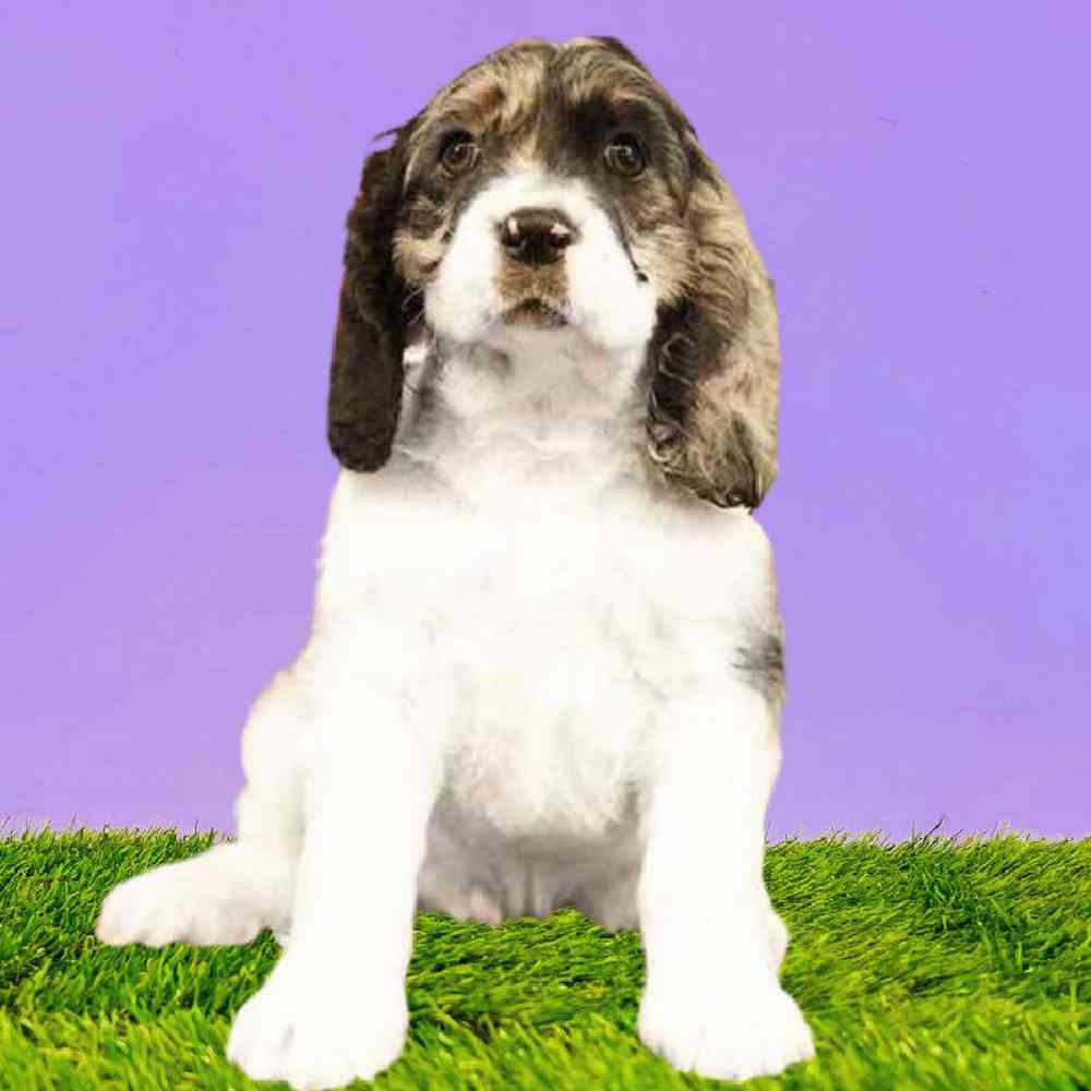 Female Cocker Spaniel Puppy for Sale in Puyallup, WA