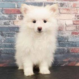 Pomeranian