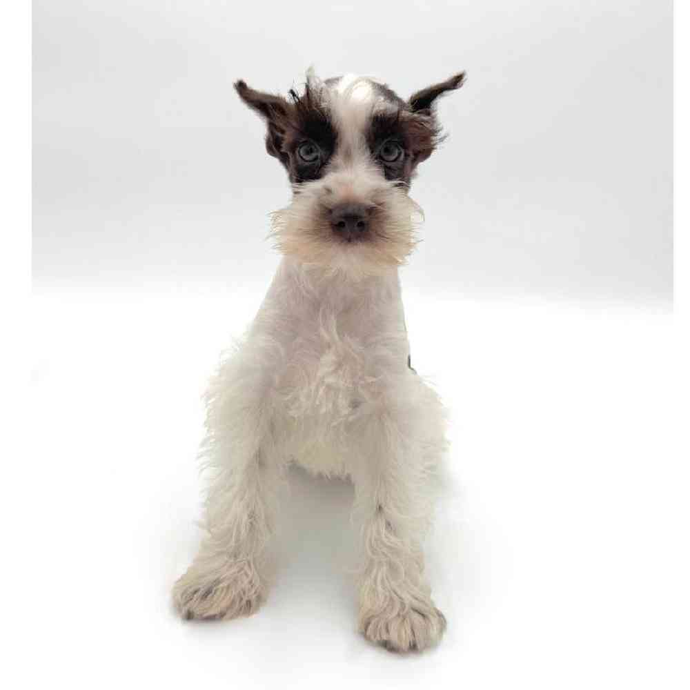 Image of a pet breed in the gallery