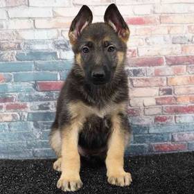 German Shepherd