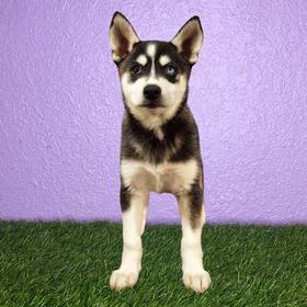 Alaskan Klee Kai
