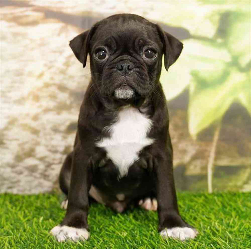 Image of a pet breed in the gallery