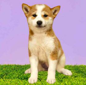 Shiba Inu
