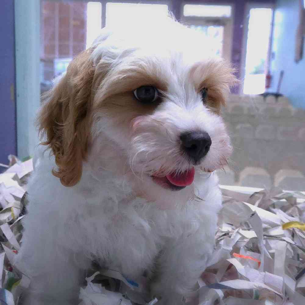 carousel pet images