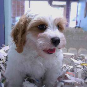 Cavapoo