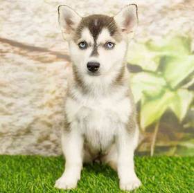 Alaskan Klee Kai