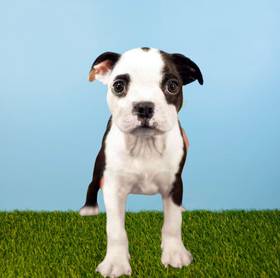 Boston Terrier