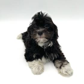 Havanese