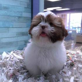 Shih Tzu