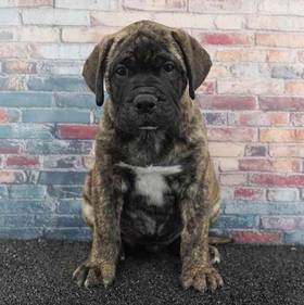 Bullmastiff