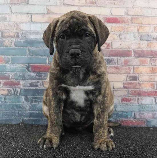 Bullmastiff