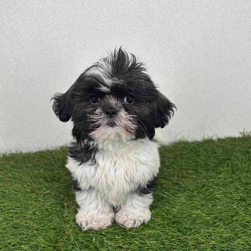 Image of a pet breed in the gallery