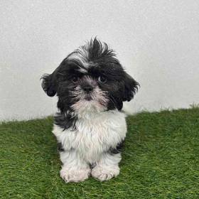 Shih Tzu