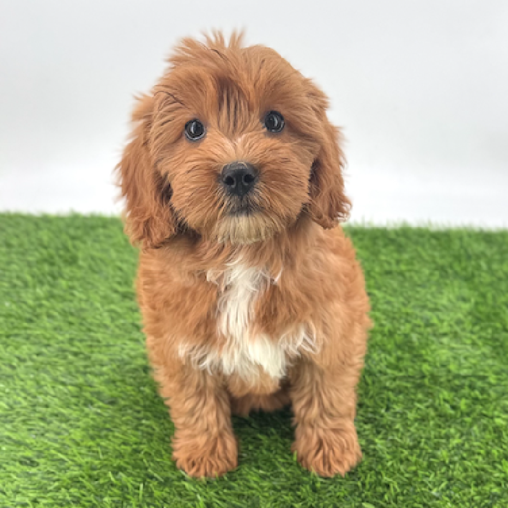 Image of a pet breed in the gallery