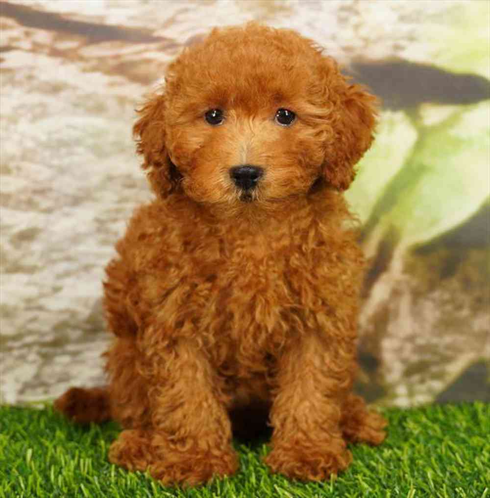 Image of a pet breed in the gallery